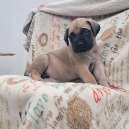 Purple - Fawn Mastiff puppy in Parkersburg, West Virginia from ❤️ Thompson's Family Mastiffs ❤️