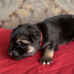 Red collar girl - Black and red female German Shepherd puppy in Coleta, Illinois from Four Leaf Farm- Vom Vierblättriges Bauernhof