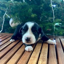 Ariat - Black tri-color female Aussiedoodle puppy in Clara City, Minnesota from Good Shepherd Aussiedoodles
