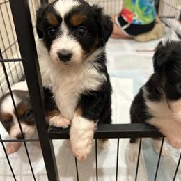 Rosie - Black tri female Toy Australian Shepherd puppy in Brentwood, California from Itty Bitty Aussies