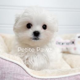 Suki - Maltese puppy from Petite Pawz