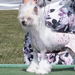 Scottie - Chinese Crested