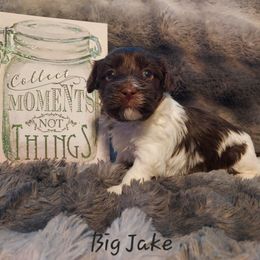 Big Jake - Chocolate male Havanese puppy in Hall County, Texas from Coyle Havanese Babies