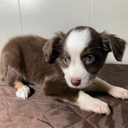 Girl 3 - Red tri female Miniature Australian Shepherd puppy in Hokes Bluff, Alabama from Alegria Toy Aussies