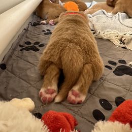 Nova Scotia Duck Tolling Retriever Puppies from Tallyho Tollers