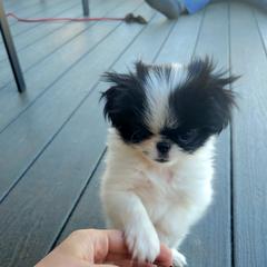 Japanese Chin Puppies from Carousel Chin