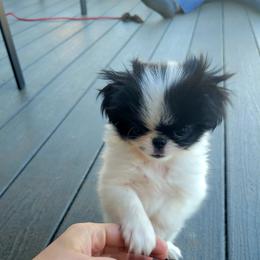 Japanese Chin Puppies from Carousel Chin