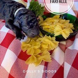 Farfalle - Gray Boy - Black male Goldendoodle puppy in Harrisburg, Oregon from Dolly’s Doods