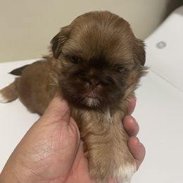 Shih Tzu Puppies from Pilgrim Shih tzu