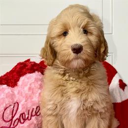 Uncle Lewis - Merle male Australian Labradoodle puppy in Beecher, Illinois from Erica’s Doodles