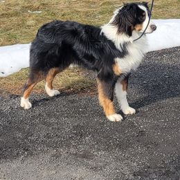 Australian Shepherd All Grown Up from CTC Aussies