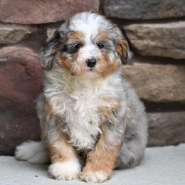 Kurt - Blue merle male Bernedoodle puppy in Dundee, Ohio from Down Home Doodle