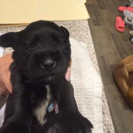 Little giant - Black male Miniature Schnauzer puppy in New Bern, North Carolina from DJS Delightful Miniature Schnauzers