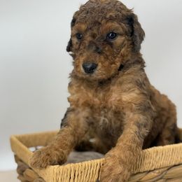 Butterscotch - Brown and white male Sheepadoodle puppy in Greeneville, Tennessee from Smokey Mountain Sheepadoodles