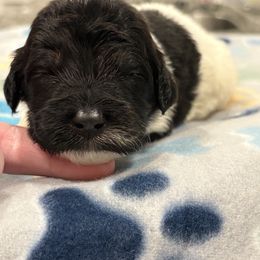 Goldendoodle and Poodle Puppies from Southern Stroll Poodles & Doodles