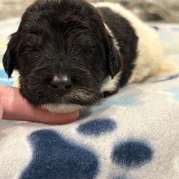 Goldendoodle and Poodle Puppies from Southern Stroll Poodles & Doodles
