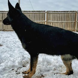 German Shepherds from Dragonstone Kennels