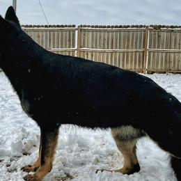 German Shepherds from Dragonstone Kennels
