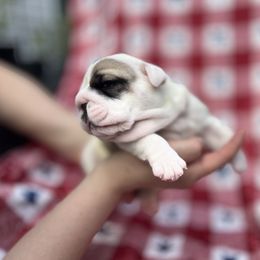 Bulldog Puppies from Sweet Rolls