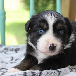 Mustang - Black tri female Miniature Australian Shepherd puppy in Lowgap, North Carolina from Ramblin’ Rose Mini's