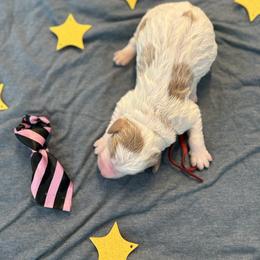 Neptune - Parti male Goldendoodle puppy in Camden, North Carolina from Oopsie Doodles of NC