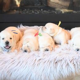 MALE Pick 4 - Yellow male Labrador Retriever puppy in Pasco, Washington from ROCK CREEK LABRADORS