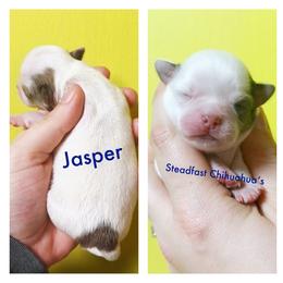 Jasper - Merle male Chihuahua puppy in Charlevoix, Michigan from Steadfast Chihuahua’s