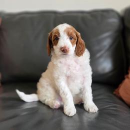 Pulisic - Parti male Goldendoodle puppy in Moses Lake, Washington from Macy Meadows Doodles