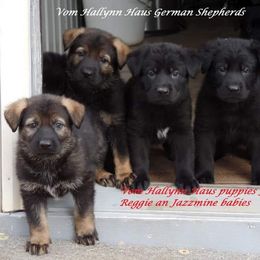 German Shepherd Puppies from Vom Hallynn Jaus