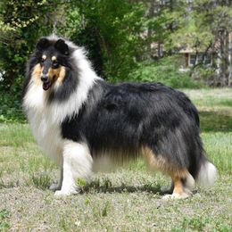 Fiero - Collie