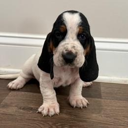 Violet - Black brown and white female Basset Hound puppy in Douglas, Georgia from Huffer Hounds and Havanese