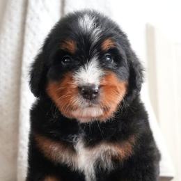 Laurent - Tri-color male Bernedoodle puppy in Folsom, Louisiana from DoodlesFarmCo