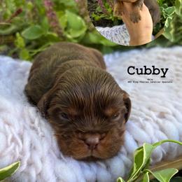 Bernedoodle, Cavalier King Charles Spaniel, Cavapoo, Goldendoodle, and Poodle Puppies from Gypsi Doodles & Poodles LLC.