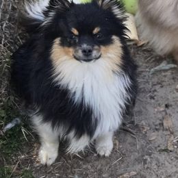 Bebe - Pomeranian