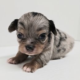 Levi - Blue merle male Chihuahua puppy in Clinton, Missouri from RockyTop Hearts