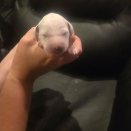 Ross orange collar - White and black male Dalmatian puppy in Palmer, Massachusetts from Delaney's Dalmatians 2