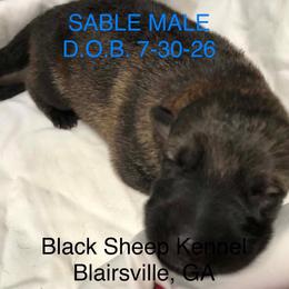 Malbec - Sable male German Shepherd puppy in Blairsville, Georgia from Black Sheep German Shepherds