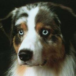 Australian Shepherds from Jazztime Aussies