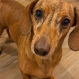 Whiskey - Dachshund