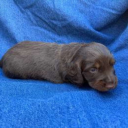 Male 2 - Chocolate and tan male Dachshund puppy in Bakersfield, California from Open Hourglass LLC