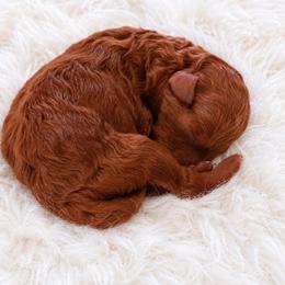 Boy 1 - Red  male Poodle puppy in Atlanta, Georgia from ATLANTA POODLE BREEDER (AKC)
