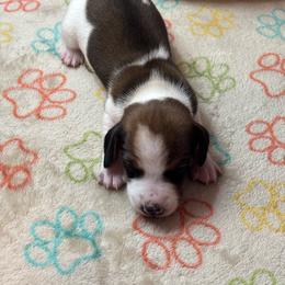 AKC Male 2600 - Red male Dachshund puppy in Summerville, South Carolina from Funk's Four-Legged Friends