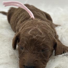 Light Pink Girl - Red  female Goldendoodle puppy in Waskom, Texas from Pearls & Curls doodles & poodles