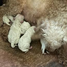 Reins litter - Apricot male Poodle puppy in Ozark, Alabama from Precious Pup Llc