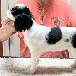 English Toy Spaniel Puppies from Raggededge Toy Australian Shepherds