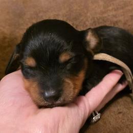 Teal Collar Male - Black and tan male Dachshund puppy in Otto, North Carolina from Windy Ridge Dachshunds