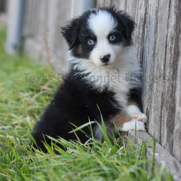 Australian Shepherd, Miniature American Shepherd, Miniature Australian Shepherd, and Toy Australian Shepherd Puppies from Texas Bluebonnet Herders