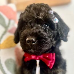 HARMONIQUE - Phantom female Bernedoodle puppy in Houston, Texas from Pia’s Doodle Poodle Wag