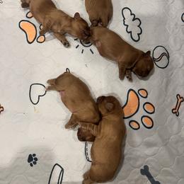 Cavalier King Charles Spaniel Puppies from Lauren Blades