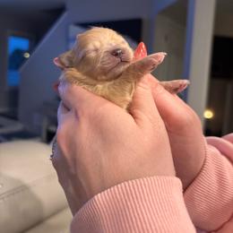 Purple - Cream sable parti male Pomeranian puppy in Cheektowaga, New York from Buffalo Pomeranians 716